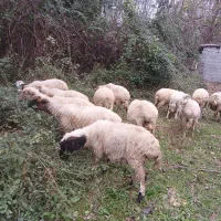 گوسفندحامله وزنده موجودهست