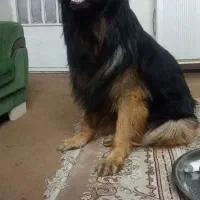 ممنون
