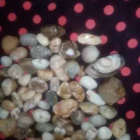 انواع گوهرسنگ(نگین) اصلی وطبیعی|جواهرات|قوچان, |دیوار