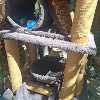 گربه
