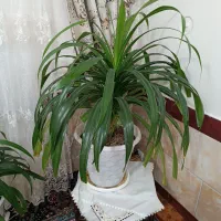 گل پاندانوس