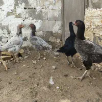 تخم مرغ لاری