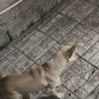سگ پاکوتا