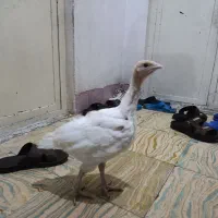 فروش جوجه بوقلمون گوشتی بیوتی