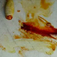 مهره قیمتی|کلکسیون اشیاء عتیقه|دره شهر, |دیوار