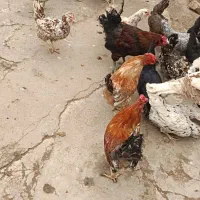 فروش مرغ و خروس