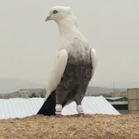 دم سبز نر زیر رو قفل