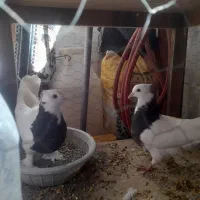 کبوتر طوقی