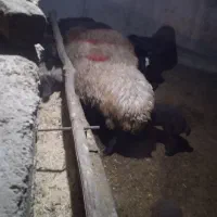 هفت عدد گوسفند جوان دامزلیخ