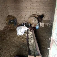 میش فروشی|حیوانات مزرعه|سده (خراسان جنوبی), |دیوار