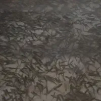 فروش بچه ماهی قزل آلا