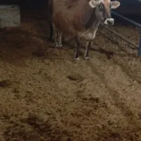 گاو|حیوانات مزرعه|بافق, |دیوار