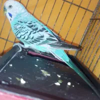 یه عدد مرغ عشق نر مولد مست به شرط|پرنده|قدس, شهر‌قدس|دیوار