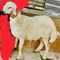 بره ماده