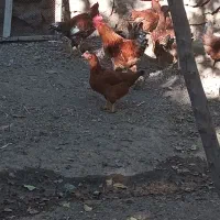 خروس جوان|حیوانات مزرعه|ضیاء آباد, |دیوار