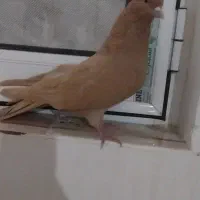لوطی ماده  رفته