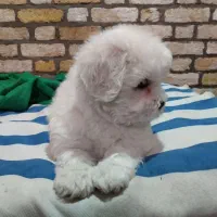 توله شیتیزو