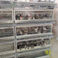 واگذاری قفس بلدرچین و بلدرچین تخم گذار