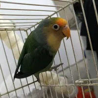 کوتوله برزیلی