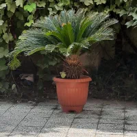 سیکاس