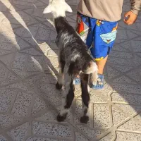 بره شیری بروجردی ماده بز بزغاله نربز قوچ|حیوانات مزرعه|خلیل آباد, |دیوار