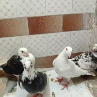 کفتر مفت