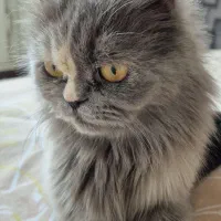 پرشین اسکاتیش ماده