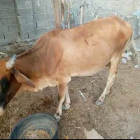 فروش فوری گاو|حیوانات مزرعه|مهرستان, |دیوار