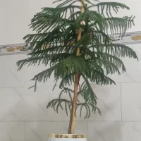 گل و گلخونه