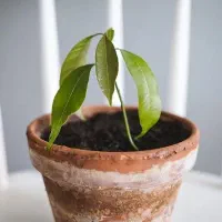 نهال انبه۴۰۰تومن