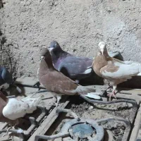 ۲۰عدد کفتر دونی ۱۰۰ مقطع  روی هم