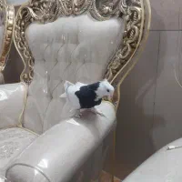 طوقی سیاه