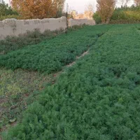 شوید بومی