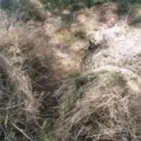 علوفه باغی