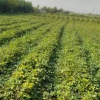 نهال توت فرنگی سابرینا|گل و گیاه طبیعی|خان ببین, |دیوار