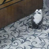 کبوتر رنگ قیمت روی هم هفت میلیون تومان