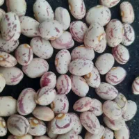 لوبیا چیتی درجه یک