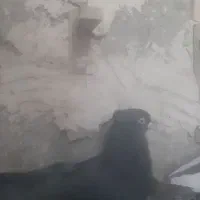 ماده پلاکی و بهبهانی|پرنده|نیریز, |دیوار