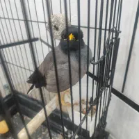 مرغ مینا سخنگو