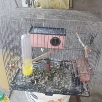 یه جفت مرغ عشق