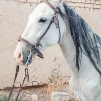 اسب مادیان ۷ ساله