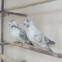 کفتر بوربوری