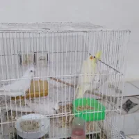عروس هلندی