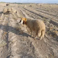 شک وزن سنجابی