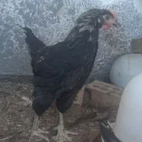 جوجه خروس|حیوانات مزرعه|نیشابور, شهرک بهارستان|دیوار