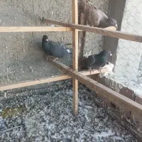 کبوتر شهرستانی|پرنده|پاکدشت, حصار امیر|دیوار