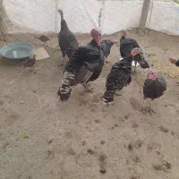 بوقلمون نر سنگین