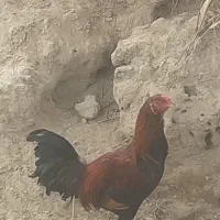 یک عدد خروس چاق و بزرگ