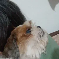 سگ گم شده|حیوانات|اصفهان, مارچین|دیوار