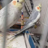 عروس هلندی|پرنده|کرمان, |دیوار